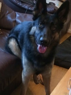 Meet the Team bruno - Meet the Team